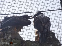 Tiergarten Schönbrunn am 12.03.2025